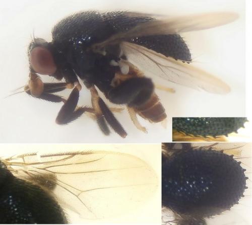 Nomba sp.